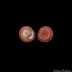 Colloniidae - Homalopoma sanguineum (Linné, 1758)