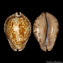 Cypraeidae - Trona stercoraria stercoraria (Linné, 1758)