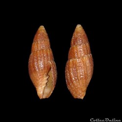 Mitridae - Neotiara nodulosa (Gmelin, 1791)