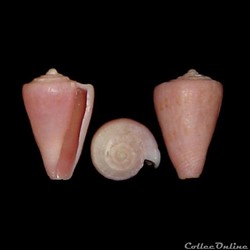 Parviconus rutilus (Menke, 1843)