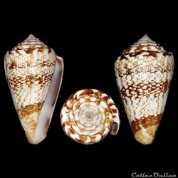 Lautoconus (Africonus) cuneolus (Reeve, 1843)