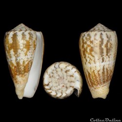 Pionoconus magus (Linné, 1758)