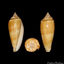 Phasmoconus (Phasmoconus) ochroleucus (Gmelin, 1791)