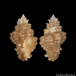 Turbinellidae - Vasum capitellum (Linné, 1758)