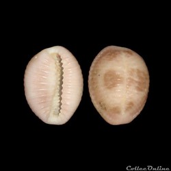 Triviidae - Pusula pediculus (Linné, 1758)