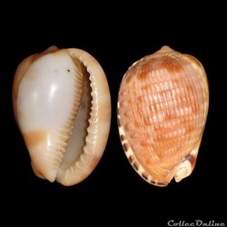 Cassidae - Cypraecassis testiculus (Linné, 1758)