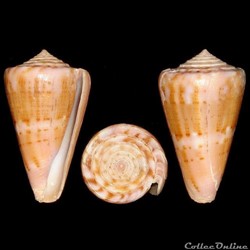 Conidae - Dauciconus (Dauciconus) norai (da Motta & Raybaudi Massilia, 1992)