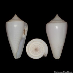 Phasmoconus (Phasmoconus) inscriptus f. cuneiformis (Reeve,1843)