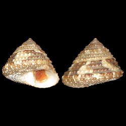 Trochidae - Clanculus guineensis (Gmelin, 1791)