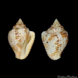 Columbellidae - Columbella mercatoria (Linné, 1758)