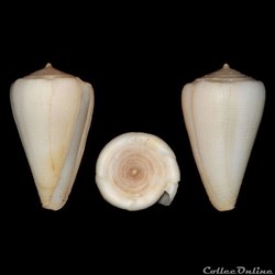 Monteiroconus ambiguus (Reeve, 1844)