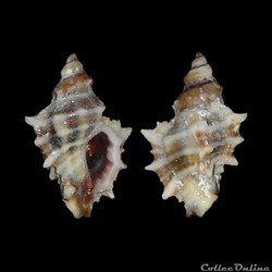 Muricidae - Ocenebra hispidula (Pallary, 1904)