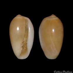 Marginellidae - Volvarina exilis (Gmelin, 1791)