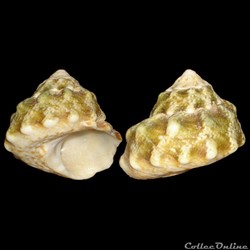 Turbinidae - Lithopoma tuber (Linné, 1758)