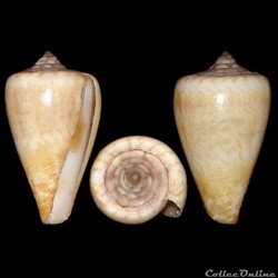 Lautoconus (Africonus) raulsilvai (Rolán, Monteiro & Fernandes, 1998)