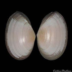 Tellinidae - Peronaea planata (Linné, 1758)