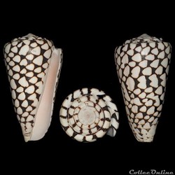 Conus marmoreus (Linné, 1758)