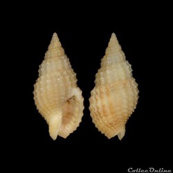 Nassariidae Photinae - Antillophos candeanus (d'Orbigny, 1842)