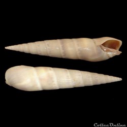 Terebridae - Impages cinerea (Born, 1778)