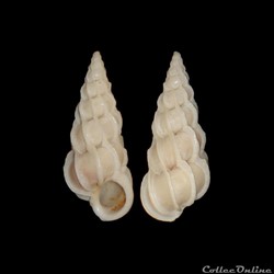 Epitoniidae - Gyroscala commutata (Monterosato, 1877)