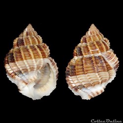 Cancellariidae - Bivetiella similis (Sowerby I, 1833)