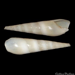 Terebridae - Hastula aciculina (Lamarck, 1822)