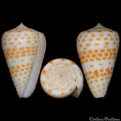Tesselliconus tessulatus (Born, 1778)