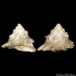 Turbinidae - Lithopoma tectum (Lightfoot, 1786)