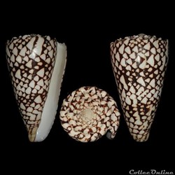 Conus bandanus (Hwass in Bruguière, 1792)