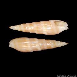 Terebridae - Hastula hastata (Gmelin, 1791)