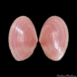 Tellinidae - Macomangulus tenuis (da Costa, 1778)