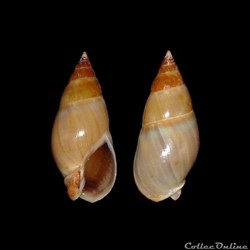 Nassariidae - Dorsanum miran (Bruguière, 1789)