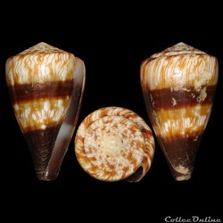 Rhizoconus miles (Linné, 1758)