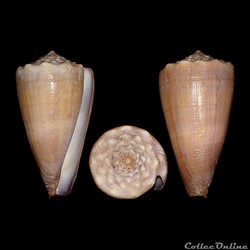 Lividoconus conco (Puillandre, Stöcklin, Limpalaër, Monnier & all, 2015)