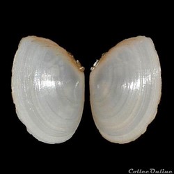 Tellinidae - Macomangulus tenuis (da Costa, 1778)
