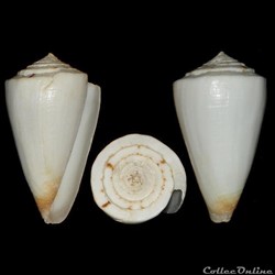 Kioconus (Ongoconus) reductaspiralis (Walls, 1979)