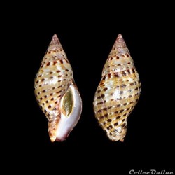 Pisaniidae - Pisania pusio (Linné, 1758)