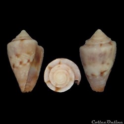 Pseudolilliconus boschorum (Moolenbeek & Coomans, 1993)