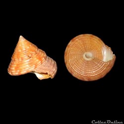 Calliostomatidae - Calliostoma zizyphinum (Linné, 1758)
