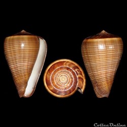 Dendroconus figulinus (Linné, 1758)