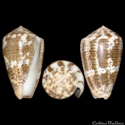 Pionoconus achatinus (Gmelin, 1791)