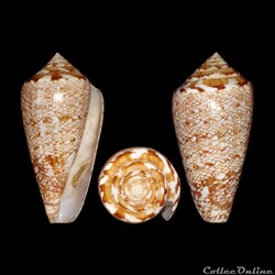 Nataliconus natalis (Sowerby II, 1858)
