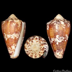 Conidae - Stephanoconus regius (Gmelin, 1791)