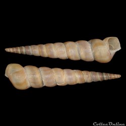 Turritellidae - Turritellinella tricarinata (Brocchi, 1814)