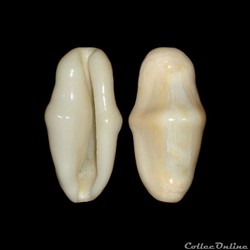 Ovulidae - Cyphoma gibbosum (Linné, 1758)