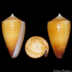 Strategoconus (Vituliconus) ferrugineus f. sophiae (Brazier, 1875)