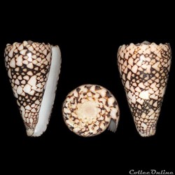 Conus bandanus (Hwass in Bruguière, 1792)