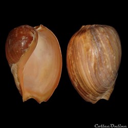 Volutidae - Cymbium pepo (Lightfoot, 1796)