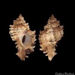 Muricidae - Phyllonotus pomum (Gmelin, 1791)