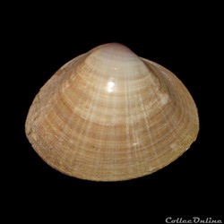 Mactridae - Mactra stultorum (Linné, 1758)